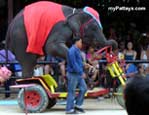 Elephant Shows
